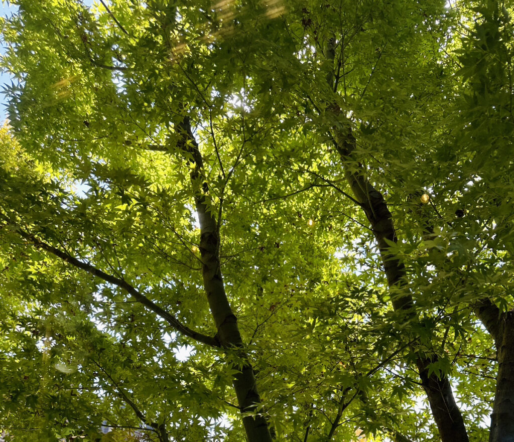 鹿児島の土地探しから( ˘ω˘ )